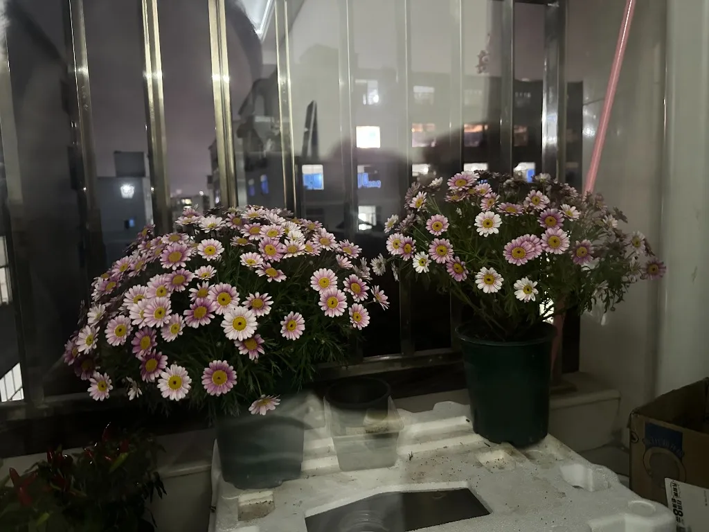 The daisies on the balcony are blooming, but I feel my own life is slowly withering.